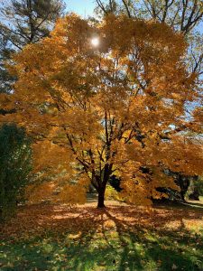 Tyler Arboretum Fall Foliage