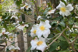 Camellias